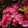 家のまわりに咲いた季節の花たち