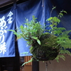 今宮神社と炙り餅