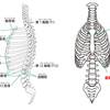   【基礎から学ぶ】胸郭（胸椎・肋骨・胸骨）【解剖学】