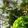 熱帯植物園に行ってみたら、そこは驚きの光景だった話