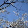 桜満開