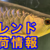 【入荷情報】6/7フレンド入荷情報