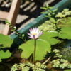 パープルジョイ　開花