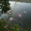 ８月２3日　誕生日の花・花言葉・歌句・万葉歌