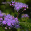 アゲラタム　かっこうあざみ（郭公薊）　Ageratum