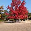 昨日の公園