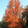 お散歩 （岡山運動公園）