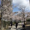桜を見にいく！（3月30日〜4月２日〜4月３日）