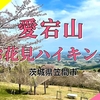 【茨城・笠間市】愛宕山でお花見ハイキング♪絶景と桜のコラボレーションを！