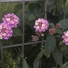 Lantana