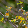 2019年10月20日の鳥撮り-神戸