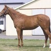 （スフィラータ）キャロ２歳馬。