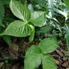 オオハンゲ（サトイモ科）
