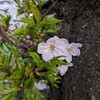 ちょっと鉄分