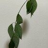 【観葉植物】アボカドのことを相談できる相手が近くにいてくれたら良いのにね