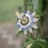 時計草（木場公園）