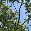 こちら葛飾区水元公園前通信８９３