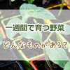 1週間で育つ野菜にはどんなものがある？家庭菜園初心者でも失敗しにくい短期間で収穫までできるおすすめ野菜