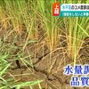 0600 起床　気分快　晴　「ベランダ」の終活を始めた話。晩年とは人生の総集編を描く時期であること。付録：Pica Pica 更新