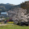 奈良県飛鳥の里でチェアリングでお花見。チェアリングってレジャーシートがイスになったってだけでしょ。