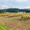 ココペリ稲刈り祭り！