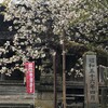 ４月２７日（金）虎の尾桜・薄墨桜やっと会えた満開の桜