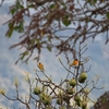 ボルチモアムクドリモドキ Baltimore Oriole