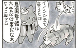 夜廻り猫【第一一〇三話】里芋泥棒2