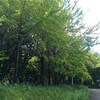 公園散歩道