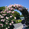 冠山総合公園の薔薇