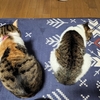 愛猫たちへ・・ごめんね