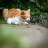 SONY 135mmF1.8 GMで久しぶりの猫撮影！！