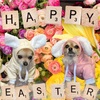 ❁Happy Easter