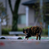 地元住宅街のねこさん