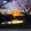  桜の撮影（１０）夜明けの桜