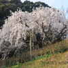 奧山田のしだれ桜