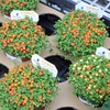 「グリーンプラザ山長（奈良県生駒市） - おすすめ植物5選（2026年4月23日）」