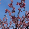 Some cherry blossoms are falling and the remaining blossoms are going to fall, too.