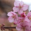 ザンビの、桜