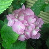 紫陽花