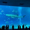 沖縄の観光☆美ら海水族館