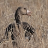 鳥撮散歩　案ずるよりも産むが易し😊😊、初見初撮マガン