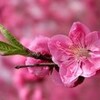 　桃から桜