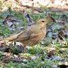 東京都の野鳥　ハチジョウツグミ・オオタカ他　２０２４年３月１０日