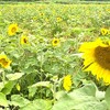 🌻ひまわり畑が満開になりました