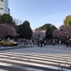 上野で”フライングな”花見をする（2019年3月20日）