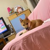 柴犬「きび」が来てから37日目【めちゃでかくなってきた】