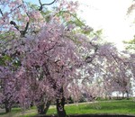 坂本城址公園レビュー！満開の桜と駐車場、トイレ、琵琶湖の景色と石垣の詳細！