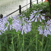 キャノンのコンデジ（ＩＸＹ200）で写した花たち