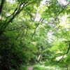 季節の楽しみ。新緑の森林公園散歩。